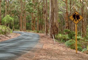 20140225_fairycrossing