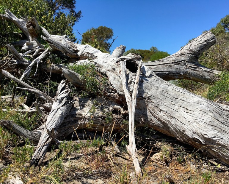 20171031_treeskeleton